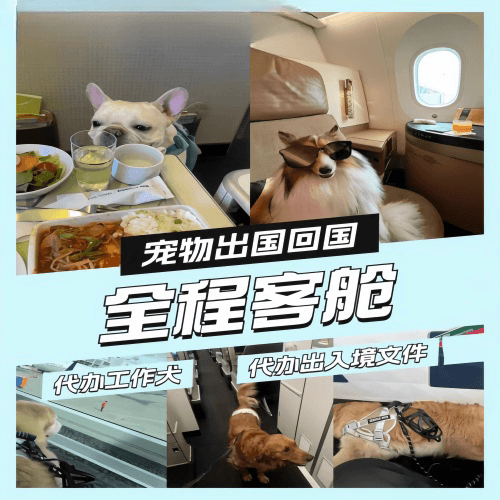 宁德市　宠物托运到白俄罗斯宠物入境规定和要求